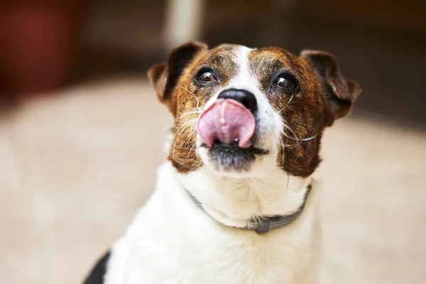 Pes Vystrkující Jazyk Pózující Pro Fotografování Stock Obrázky
