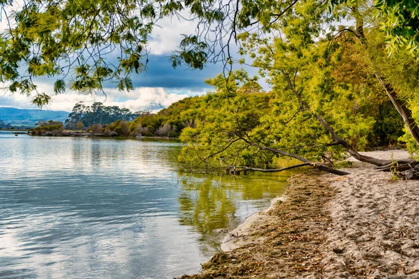 stock image Weeping willows on the edge of lake Tarawera in Rotorua New  Zealand