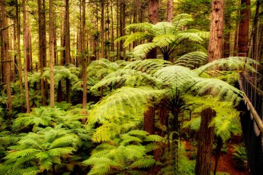 Yeni Zelanda 'nın yerel eğreltiotları ve punga ağaçları Whakarewarewa Rotorua' daki dev Kaliforniya ormanlarının arasında yetişiyor.