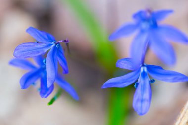 Scilla bifolia çiçek-makro