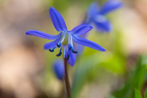 Flower Scilla bifolia - macro — стоковое фото