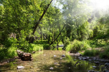 Ormandaki küçük nehir dağ