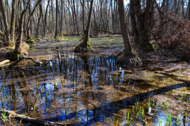 Bahar geldi. Orman manzara