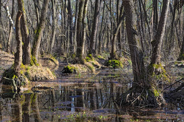 Bosque denso a principios de primavera — Foto de Stock