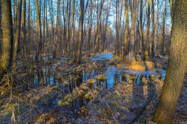 Primavera temprana en el bosque. Inundación. Marzo — Foto de Stock