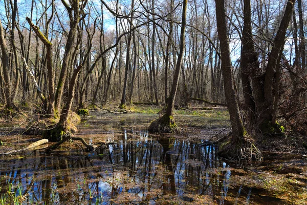 Inundaciones de primavera en el bosque caducifolio — Foto de Stock