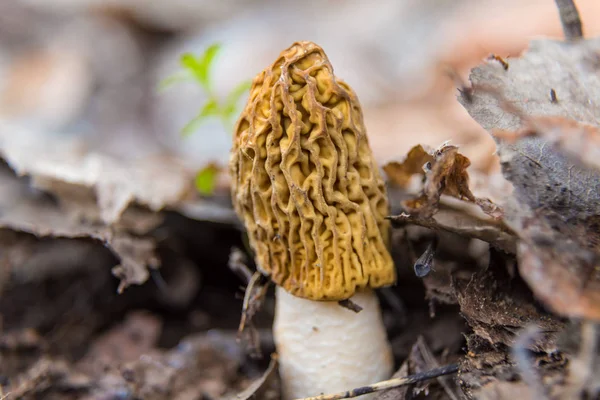 Einzelpilze, Verpa Bohemica, falsche Morcheln. — Stockfoto