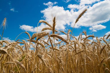 Altın buğday tarlası ve mavi gökyüzü 