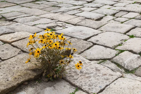 Taş döşeme üzerinde sarı çiçek çiçeklenme.