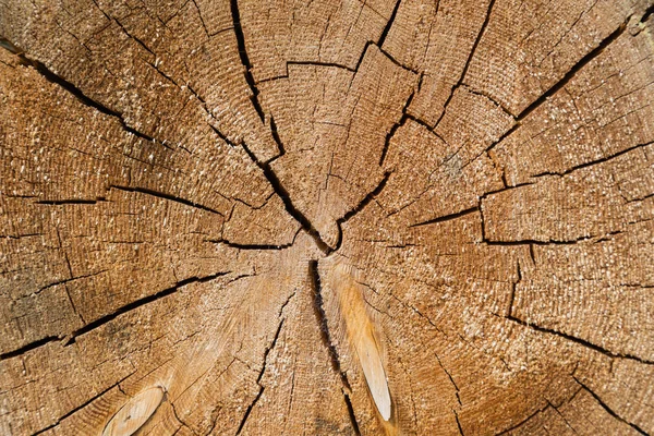 Struttura del legno tronco d'albero tagliato — Foto Stock