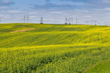 Çiçek açması kolza tohumu alan Ukrayna