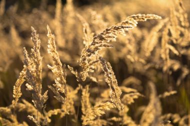 Sonbahar. Güneş ışığı - altın arka planda yabani otlar Kuru