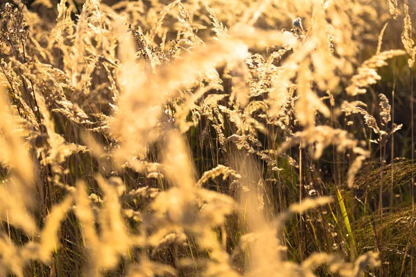 Autunno. Erba selvatica secca alla luce del sole - sfondo dorato — Foto Stock