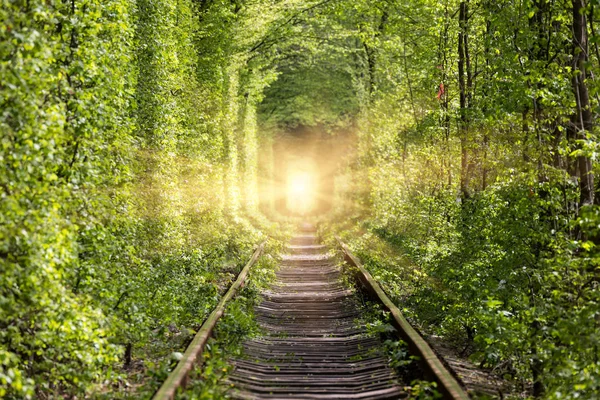 Vägen till paradiset. Naturens - tunnel av kärlek. — Stockfoto