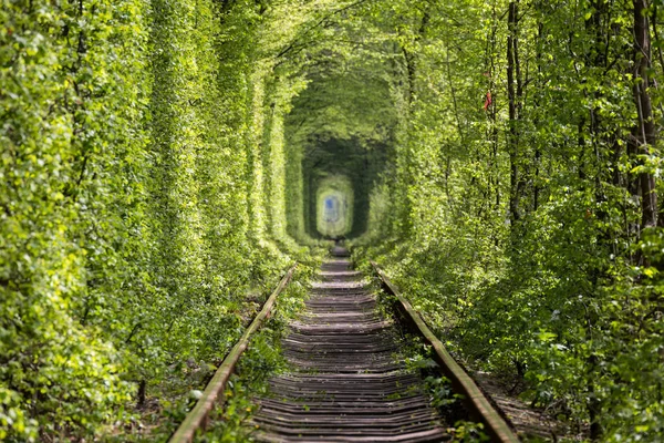 Underverk i naturen - tunnel av kärlek. Ukraina. — Stockfoto