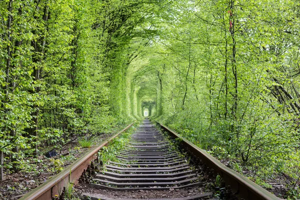Underverk i naturen - tunnel av kärlek. Ukraina. — Stockfoto