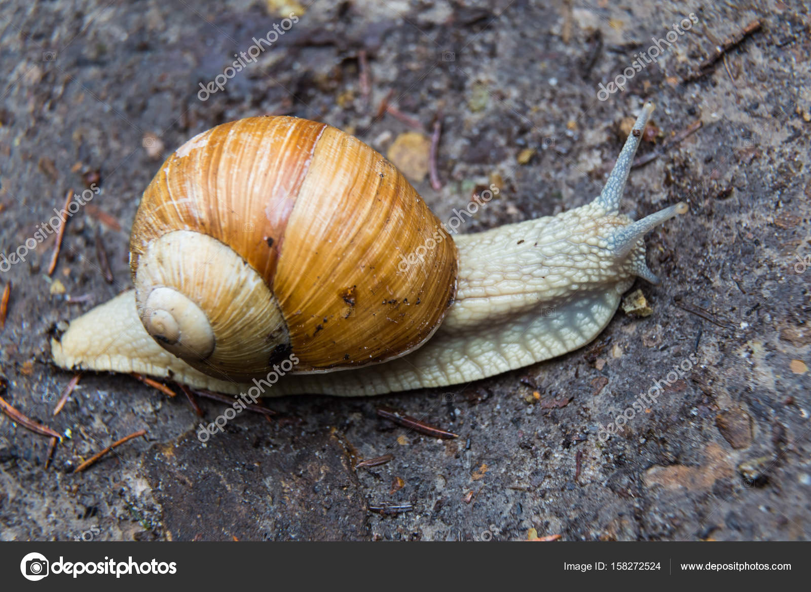 snail gastropod mollusk with spiral sheath stock photo