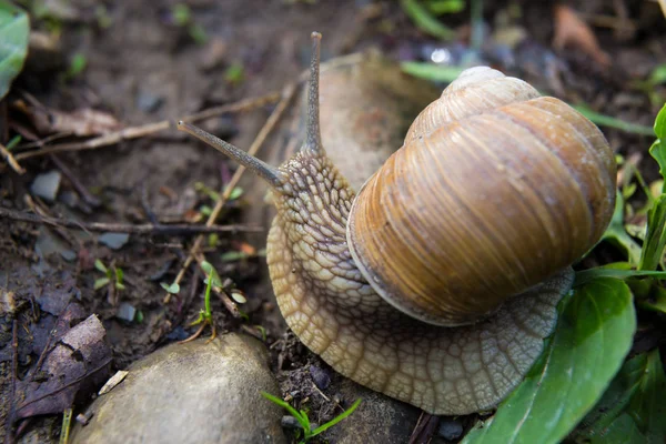 Snail gastropod mollusk with spiral sheath — Stock Photo, Image