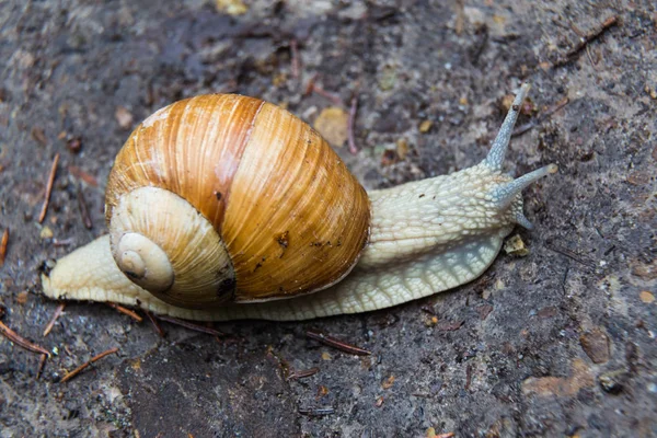 Snail gastropod mollusk with spiral sheath — Stock Photo, Image