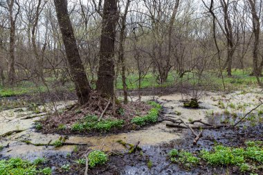 Bahar manzara. Ukrayna