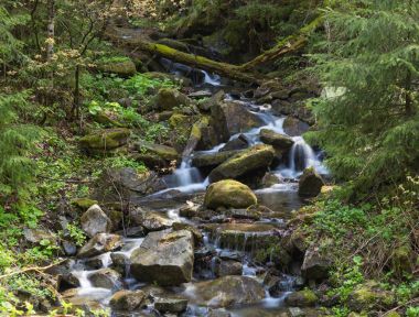Orman çalılık bir dağ küçük nehir ile