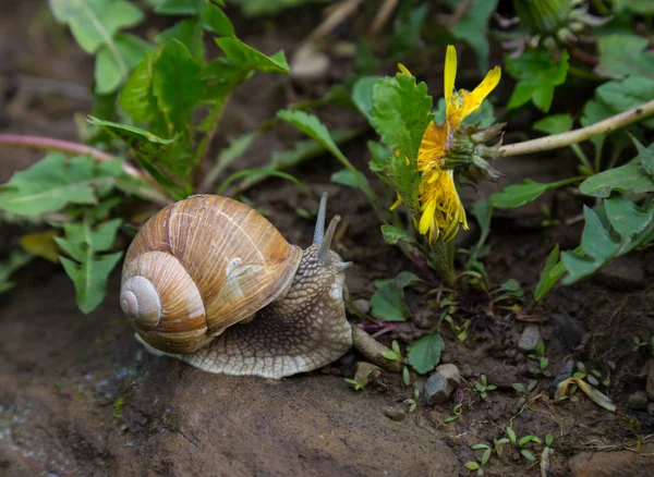 Snail and yellow flower — Stock Photo, Image