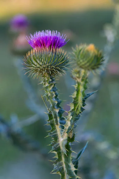 Cardo floreciente en el prado — Foto de Stock