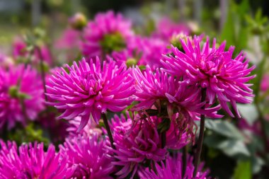 Dahlia kaktus Palmengarten Frankfurt bahçede