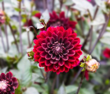 Dahlia dekorative Karma Choc bahçede çiçek 