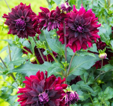 Çiçek dahlia yarı - kaktus RIP şehir Bahçe
