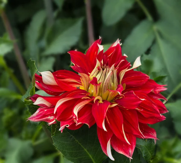 Dahlia dekorative Nick Sp bahçede çiçek