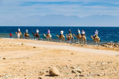 Turistler ve cameleer kıyısında deve kervanı