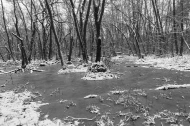 Mevsim. Kış orman bataklık