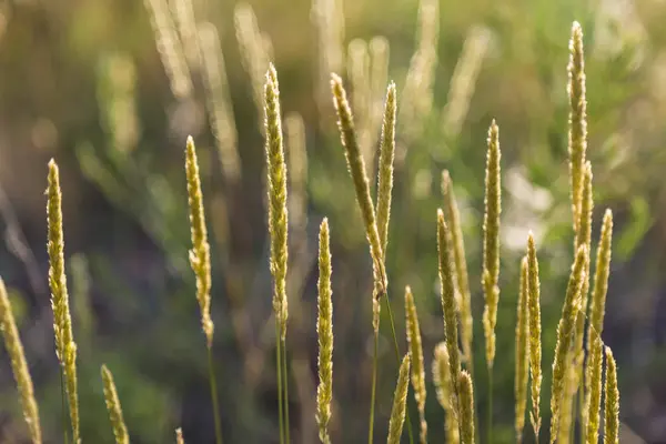 Picchi di fiori di campo - erbe perenni su un prato — Foto Stock