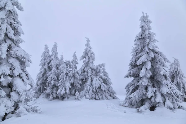 Abetos cobertos de neve na encosta nebulosa da montanha — Fotografia de Stock