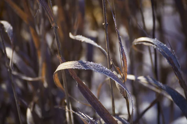 Hoarfrost su fiori selvatici secchi, inverno nel campo — Foto Stock