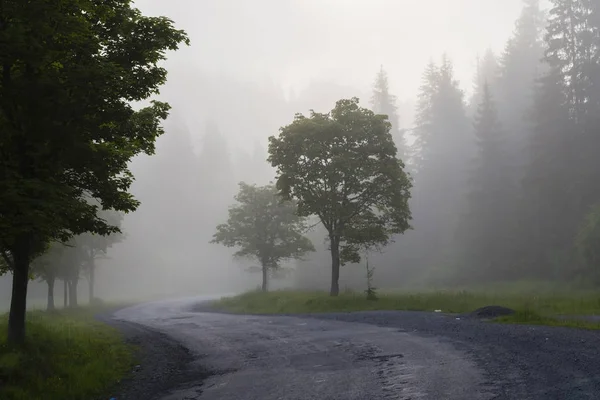 Tät dimma morgon i skogen — Stockfoto