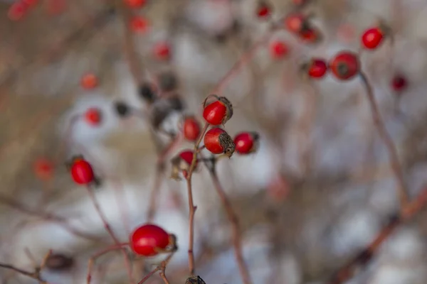 Twig Med Röda Frukter Nypon Rosa Rubiginosa Suddig Naturlig Bakgrund — Stockfoto