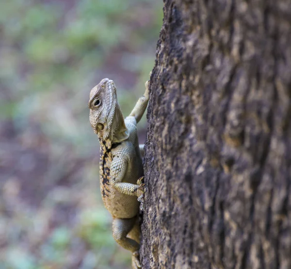 Ящерица на стволе дерева — стоковое фото