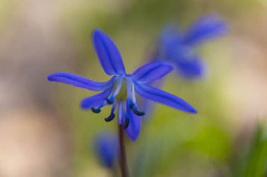 Primrose, ilk bahar çiçeği - tek Scilla bifolia .