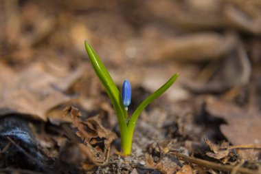 Primrose, çiçek Scilla bifolia yakın çekim