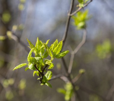Genç yapraklar üzerinde bir ağaç dalı