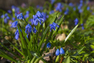 Çuha çiçeği, Ormanda Scilla bifolia mavi çiçek
