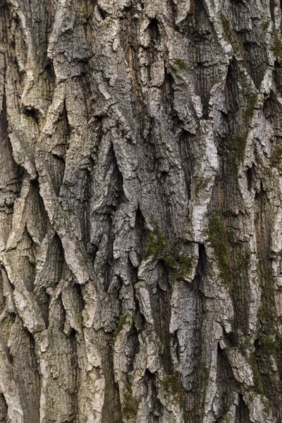 Casca de árvore caduca velha closeup — Fotografia de Stock