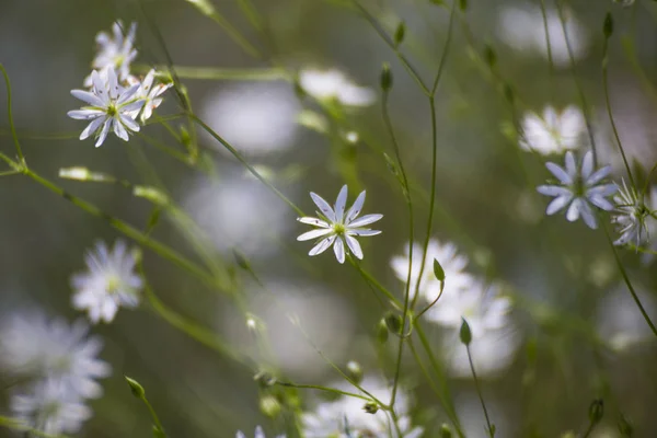 Wild  white flowers in sunny meadow — ストック写真