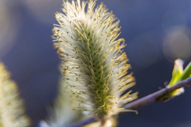 Willow blossom at spring