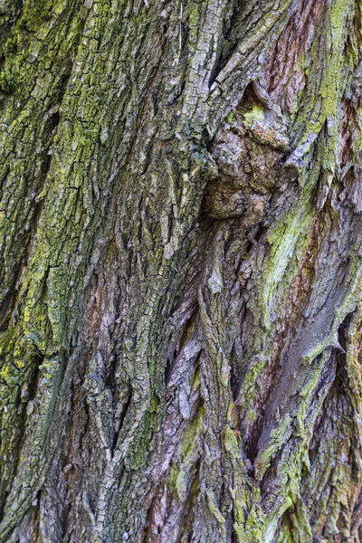 Corteccia variopinta di vecchio albero deciduo primo piano — Foto Stock