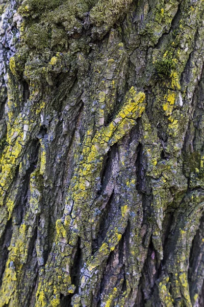 Corteccia variopinta di vecchio albero deciduo primo piano — Foto Stock