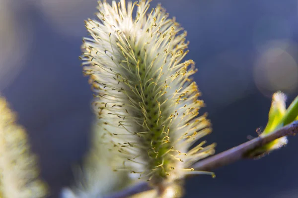 Willow blossom at spring — 图库照片