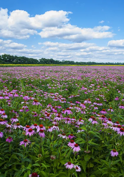 Çiçekli coneflower alan 